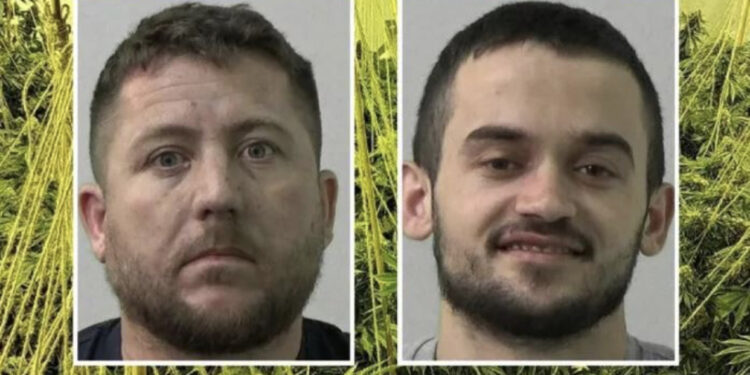 EMRAT/ Policia britanike shkatërron fermën e kanabisit, hyrja sekrete “fundosi” 2 shqiptarët