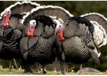 100 euro një/ Gjeli “sfidon” qingjin dhe viçin, fermerët e Peqinit rrisin çmimin e simbolit të tryezës së festave