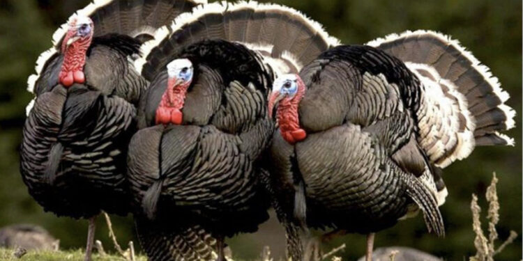 100 euro një/ Gjeli “sfidon” qingjin dhe viçin, fermerët e Peqinit rrisin çmimin e simbolit të tryezës së festave