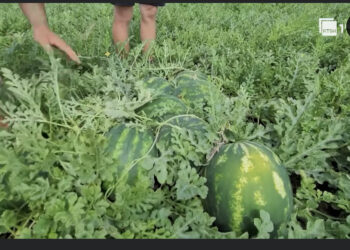 Bujqësia hyn në fazë agonie, thellohet rënia në tremujorin e tretë