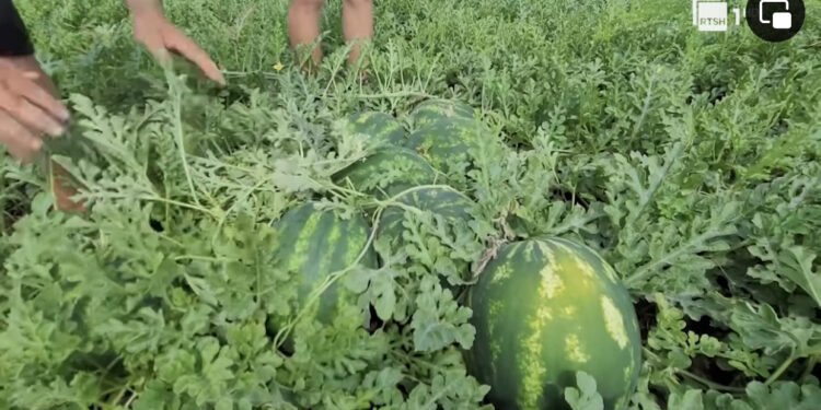 Bujqësia hyn në fazë agonie, thellohet rënia në tremujorin e tretë