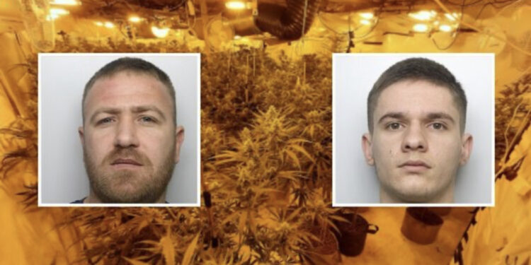 Shqiptarët “dynden” në burgjet britanike, vetëm në 3 muaj 101 të arresuar, “lojtarë” të rëndësishëm në tregtinë e kanabisit