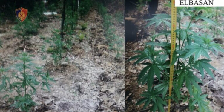 Në kërkim për kultivim droge, arrestohen 2 persona në Elbasan