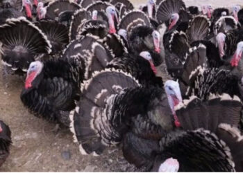 Fluturon ҫmimi i gjelit të detit, ankohen qytetarët: Nuk kemi mundësi ta blejmë