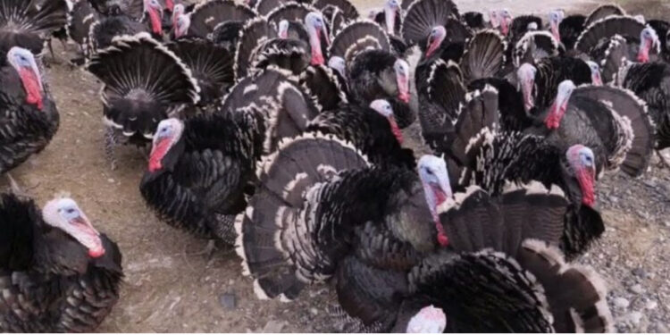 Fluturon ҫmimi i gjelit të detit, ankohen qytetarët: Nuk kemi mundësi ta blejmë