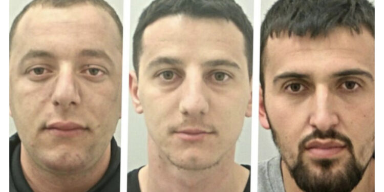 Shkuan “për një jetë më të mirë”, tre shqiptarë kapen në një fermë kanabisi në Britani