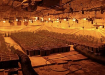 Kapen duke punuar në “shtëpi bari”, arrestohen dy shqiptarë në Spanjë