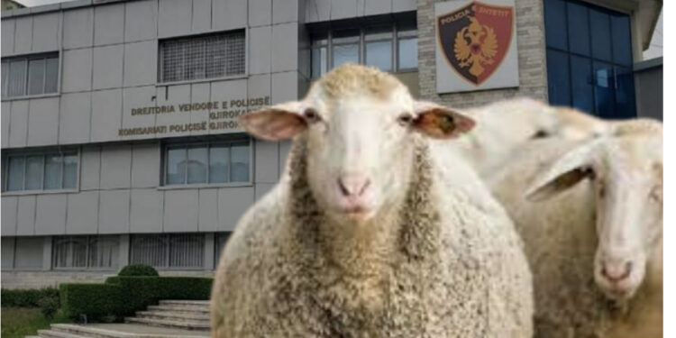 EMRAT/ Policia e Gjirokastrës pas tre muajsh hetime sekuestron 141 dele dhe arreston (veterinerin)!