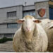 EMRAT/ Policia e Gjirokastrës pas tre muajsh hetime sekuestron 141 dele dhe arreston (veterinerin)!