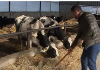 Abuzimi me fondet e IPARD në Ballkan, Shqipëria kryesor listën