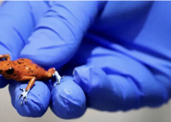 Arrestohet braziliania me 130 bretkosa helmuese në valixhe