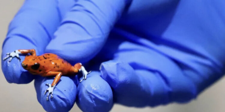 Arrestohet braziliania me 130 bretkosa helmuese në valixhe