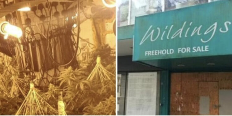 FOTO, EMRAT/ Vihen në pranga 2 drejtuesit shqiptar të plantacioneve të kanabisit në Britani