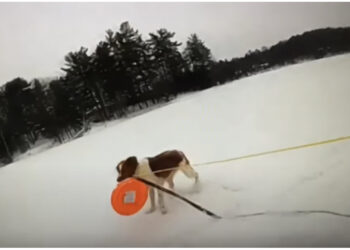 Përfundoi në ujërat e liqenit të akullt, qeni i shpëton jetën
