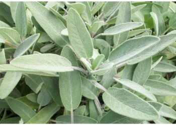 Kursi dëmton dhe sherebelën, 20% e prodhimit të bimëve mjekësore ka mbetur stok