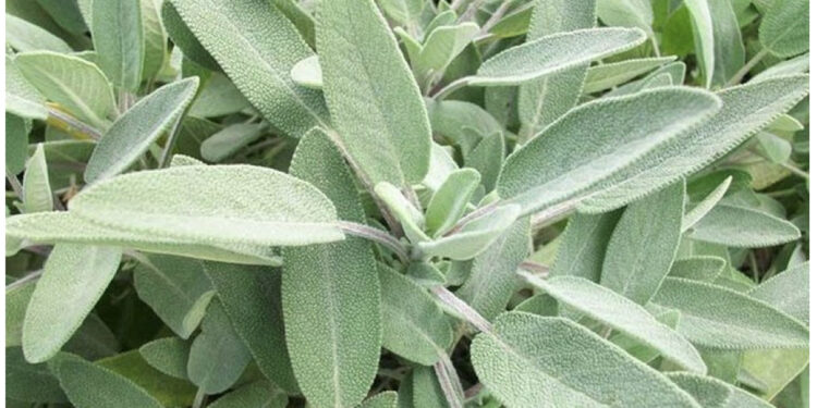 Kursi dëmton dhe sherebelën, 20% e prodhimit të bimëve mjekësore ka mbetur stok