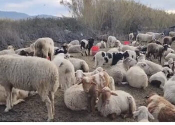 Blegtorët po dëmtohen, thirrje autoriteteve për ndërhyrje: Grumbulluesit e qumështit e blejnë prodhimin shumë lirë