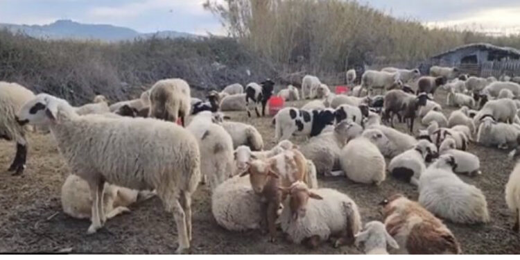 Blegtorët po dëmtohen, thirrje autoriteteve për ndërhyrje: Grumbulluesit e qumështit e blejnë prodhimin shumë lirë