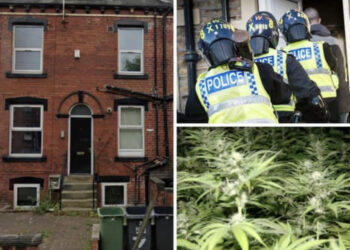 Zbulohet ferma e kanabisit në Britani, prodhonte 2 milionë paund drogë në vit, si u ra në gjurmët e të riut shqiptar