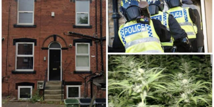 Zbulohet ferma e kanabisit në Britani, prodhonte 2 milionë paund drogë në vit, si u ra në gjurmët e të riut shqiptar