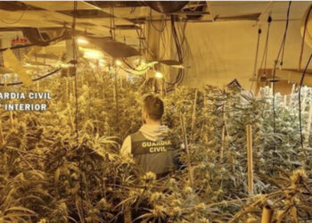 Zbulohet plantacioni me drogë në Spanjë, arrestohen dy shqiptarë