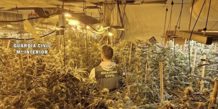 Zbulohet plantacioni me drogë në Spanjë, arrestohen dy shqiptarë