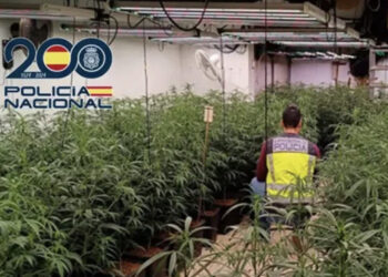 Iu gjetën 940 bimë marijuanë në banesë, arrestohen dy shqiptarë në Spanjë