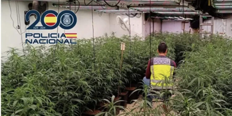 Iu gjetën 940 bimë marijuanë në banesë, arrestohen dy shqiptarë në Spanjë