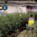 Iu gjetën 940 bimë marijuanë në banesë, arrestohen dy shqiptarë në Spanjë