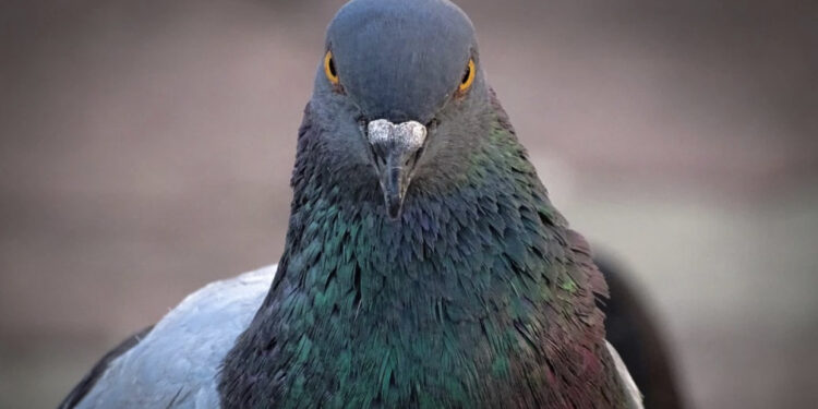 India liron “spiunin kinez”, pëllumbi del nga burgu pas 8 muajsh