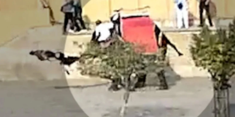VIDEO/ Momente paniku për një turiste në Indi, elefanti e rrotullon disa herë në ajër, më pas i thyen këmbën