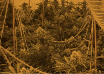 EMRI/ U kap brenda “shtëpisë së barit” në Angli, 22 vjeçari shqiptar do të deportohet drejt Shqipërisë