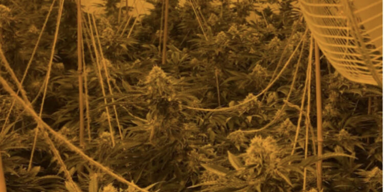 EMRI/ U kap brenda “shtëpisë së barit” në Angli, 22 vjeçari shqiptar do të deportohet drejt Shqipërisë