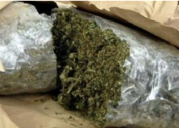 Operacion antidrogë në Kapshticë, kapen rreth 50 kilogramë kanabis