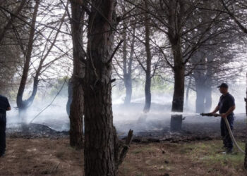 Fier/ Bie zjarr në pyll, flakët po përhapen me shpejtësi