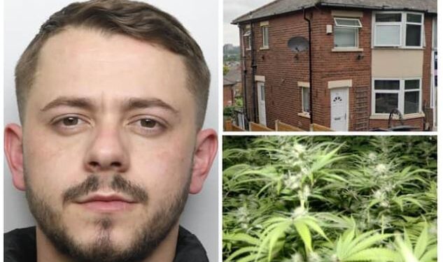 EMRI+FOTO/ Merrej me kujdesin e kanabisit, në pranga shqiptari në Leeds