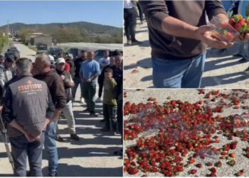 Fermerët e fierit dalin në protestë për çmimin e ulët të luleshtrydhes: Po e shesim me 400 lekë të vjetra