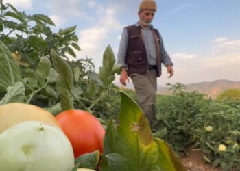 Kriza ekonomike në Turqi/ Fermerët turq mbijetojnë vetëm me borxhe