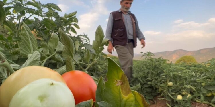 Kriza ekonomike në Turqi/ Fermerët turq mbijetojnë vetëm me borxhe