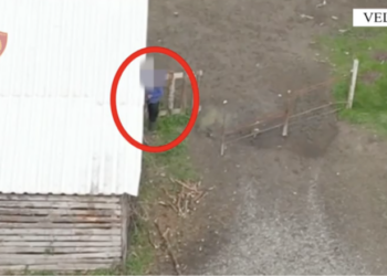 VIDEO/ Sasi e madhe, dronin te koka, kapet serra me fidanë kanabisi në Velipojë