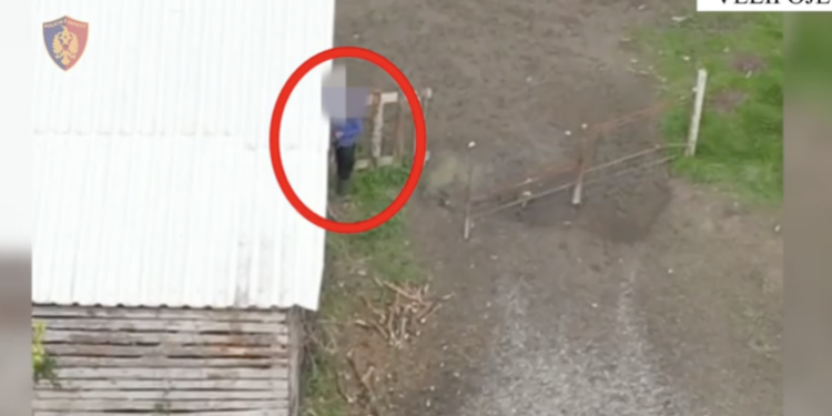 VIDEO/ Sasi e madhe, dronin te koka, kapet serra me fidanë kanabisi në Velipojë