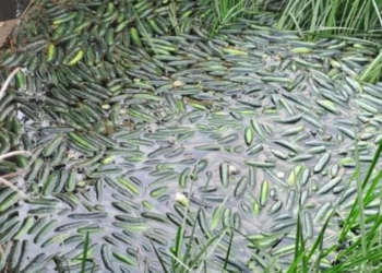 Fermerët e serave, të dëshpëruar nga çmimet e ulëta, hedhin prodhimin në kanal