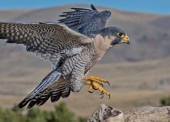 Është shumë interesante, mësoni se çfarë bën skifteri kur shkon 40-vjeç