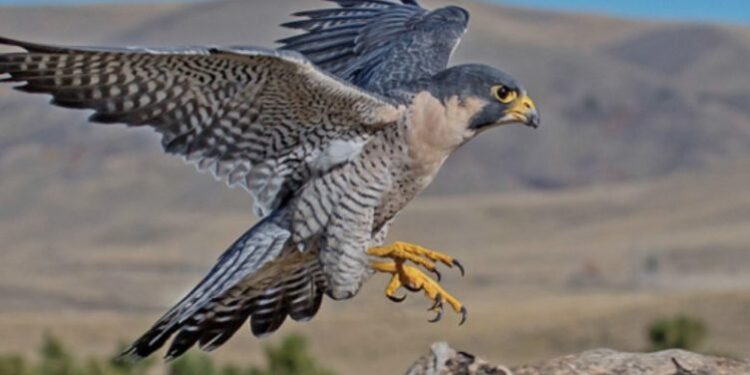 Është shumë interesante, mësoni se çfarë bën skifteri kur shkon 40-vjeç