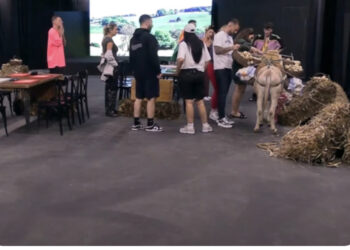 VIDEO/ E papritur! Në shtëpinë e “Big Brother Vip” hyn një gomar, si reaguan banorët 