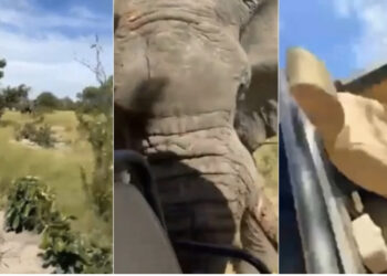 VIDEO/ Elefanti godet për vdekje turisten amerikane
