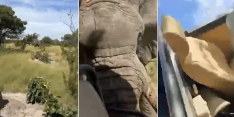 VIDEO/ Elefanti godet për vdekje turisten amerikane