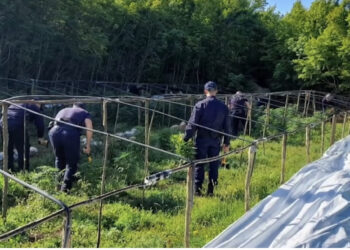 Nga ‘Daja’ te ‘Rrushi’/ SPAK nxjerr përgjimet: E kena vu, 2 rrugë 300 arka