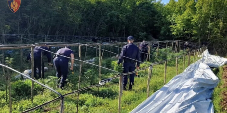 Nga ‘Daja’ te ‘Rrushi’/ SPAK nxjerr përgjimet: E kena vu, 2 rrugë 300 arka