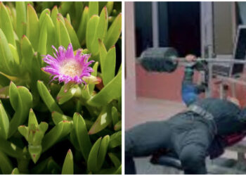 Aventurat e Fikut të Detit dhe kushëririt që u bë drejtor në RTSH nga Alfred Peza